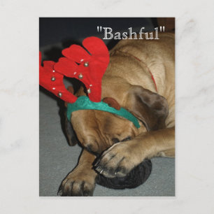 Bashful English Mastiff Dog With Reindeer Antlers Postcard