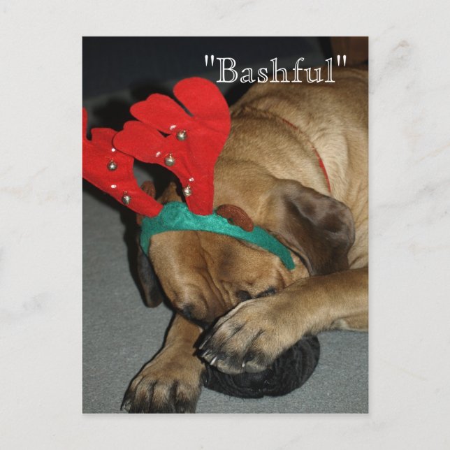 Bashful English Mastiff Dog With Reindeer Antlers Postcard (Front)