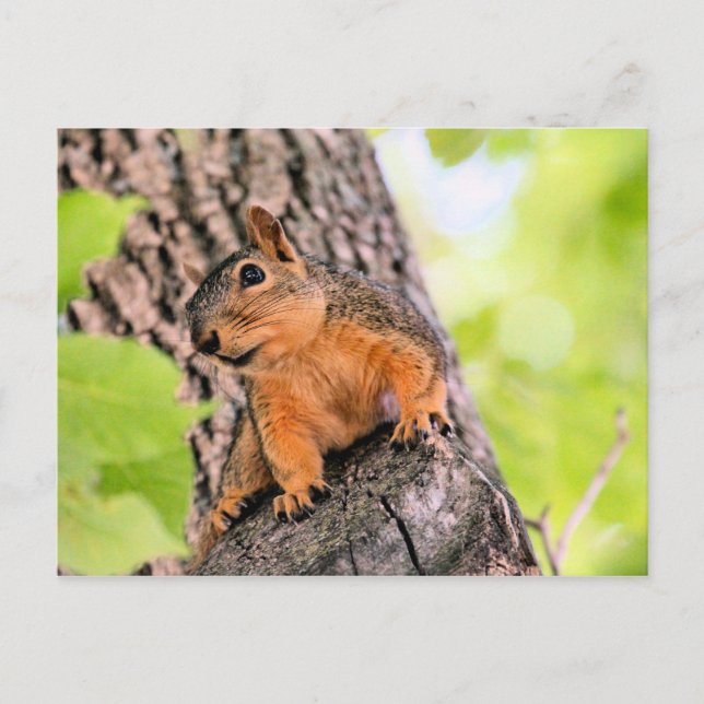 Bashful Holiday Postcard (Front)