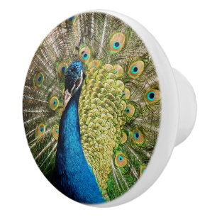 Bashful Peacock Ceramic Knob