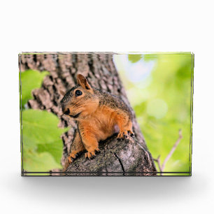 Bashful Photo Block