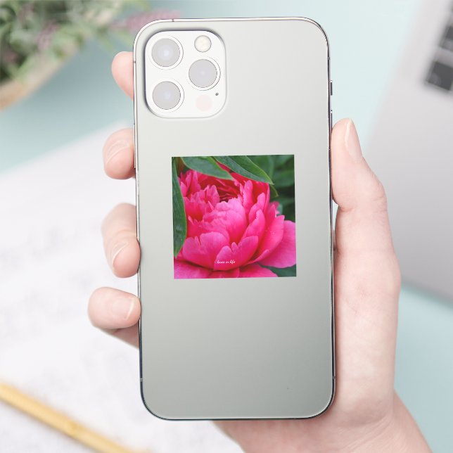Bashful Pink Peony  (Phone)