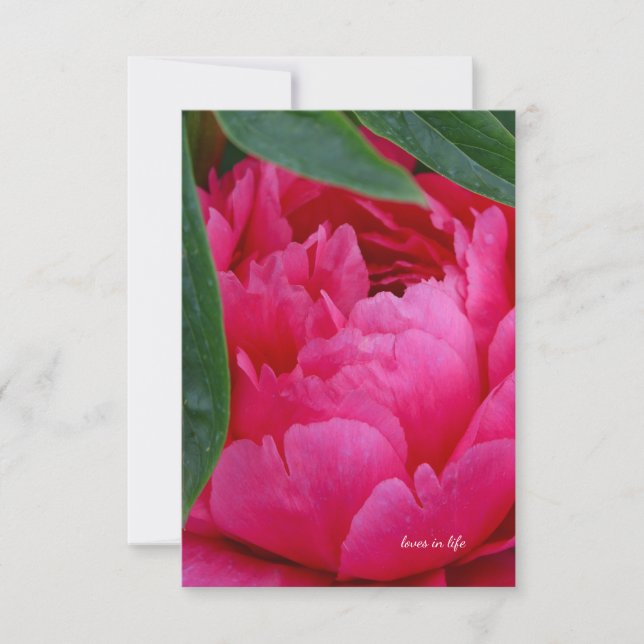 Bashful Pink Peony Card (Front)