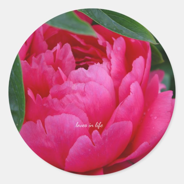 Bashful Pink Peony  Classic Round Sticker (Front)