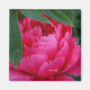 Bashful Pink Peony Magnet