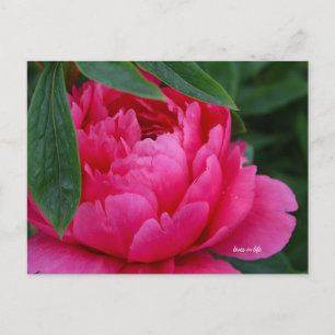 Bashful Pink Peony Postcard
