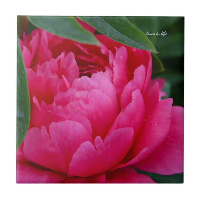 Bashful Pink Peony Tile (Front)