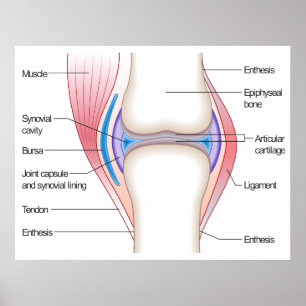Basic Diagram of a Human Anatomical Joint Poster