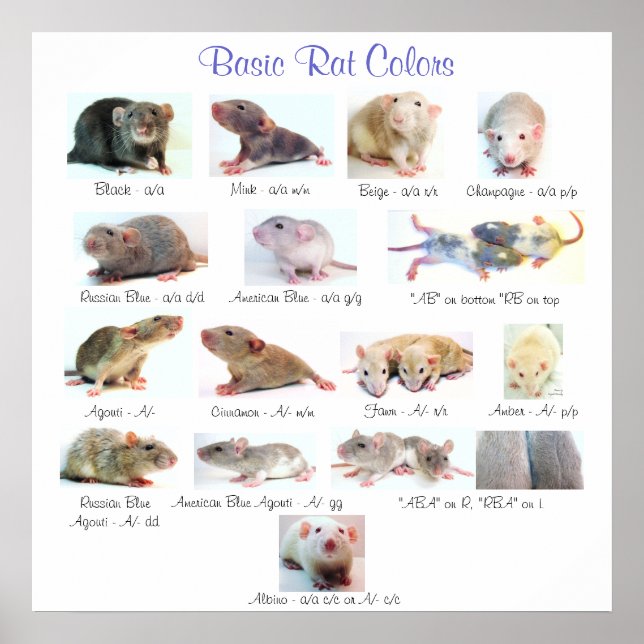 Basic Rat Colours Poster (Front)
