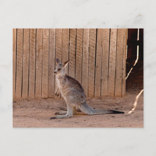 Basic semi-gloss postcard