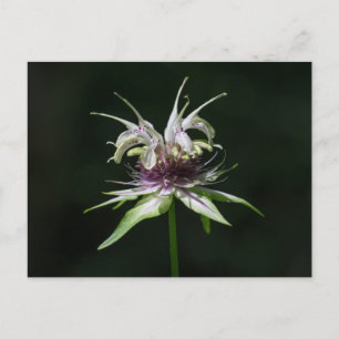 Basil Bee Balm White Bergamot Wildflower Postcard
