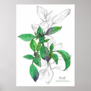 Basil Cooking Herb Botanical Art Drawing Poster