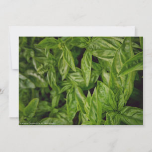 Basil Fine Art Announcement