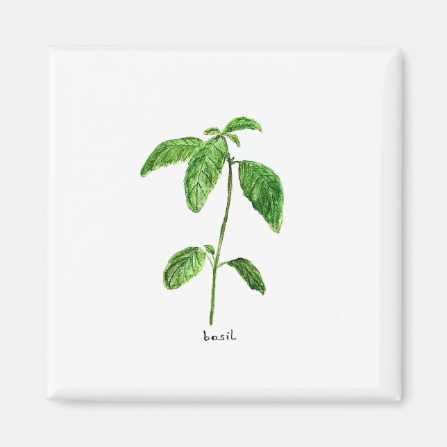 Basil green herbs garden watercolor magnet (Front)