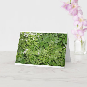 Basil Herb (Ocimum basilicum) Card