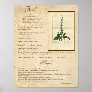 BASIL MAGICK HERB POSTER