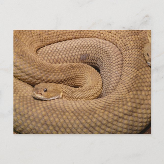 Basilisk Rattlesnake Postcard (Front)