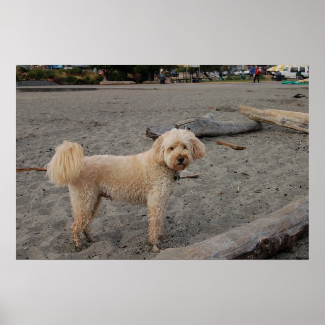 basket4 poster (Front)