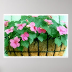 Basket of Impatiens Poster