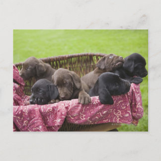 Basket of labrador retriever puppies postcard