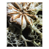 Basket Star (Gorgonocephalus eucnemis) - Fine Art