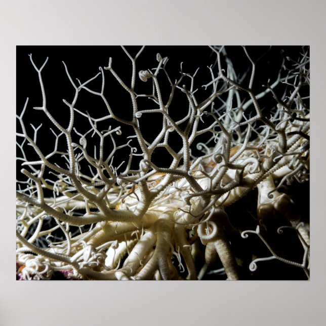 Basket Star (Gorgonocephalus eucnemis) - Poster (Front)