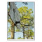 Basketball Hoop