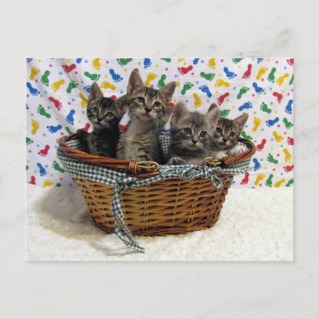Basketful of Tabby Cats - Postcard (Front)