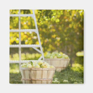 Baskets of apples in orchard magnet
