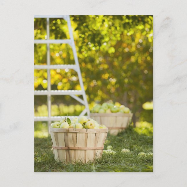 Baskets of apples in orchard postcard (Front)