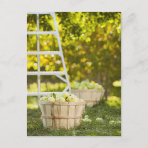 Baskets of apples in orchard postcard