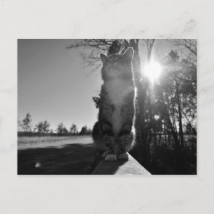 Basking Cat Postcard