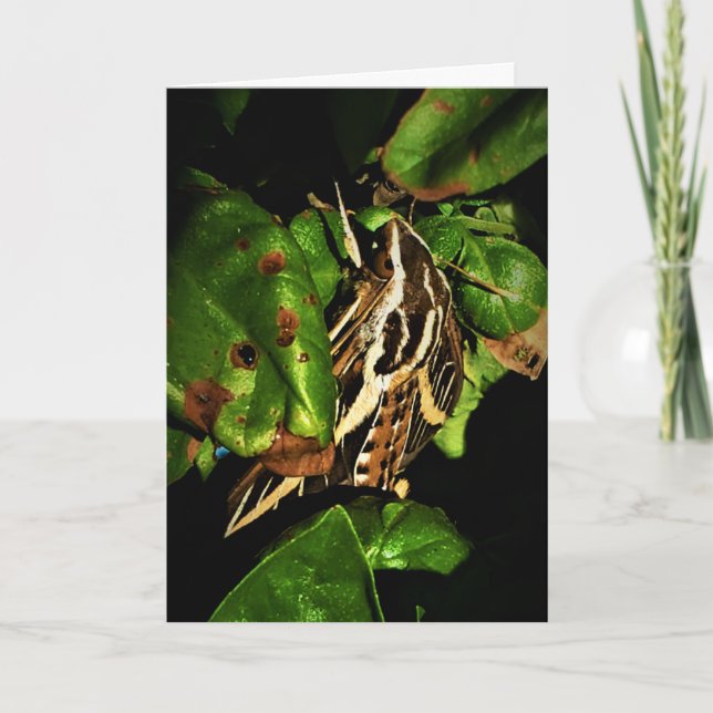 "Basking Moth" Get Well Card (Front)