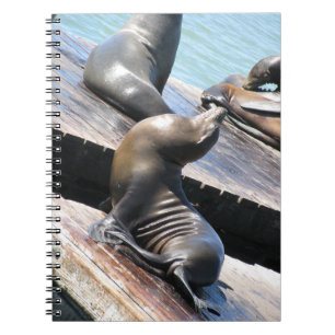 Basking Sea Lion Spiral Notebook