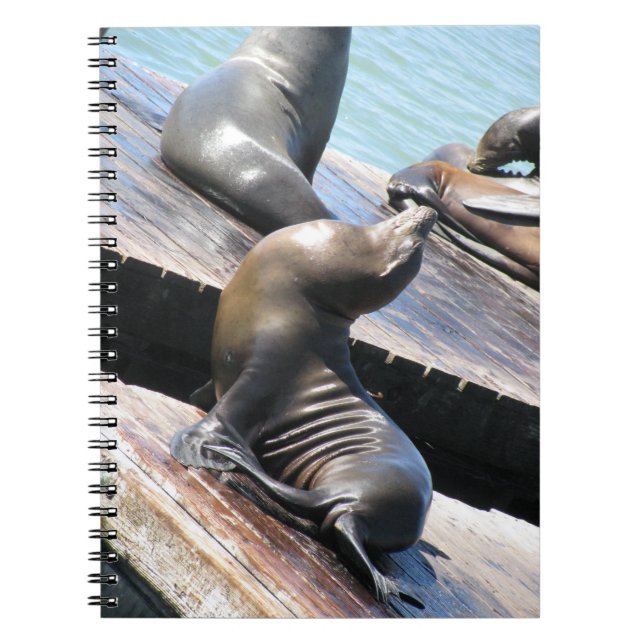 Basking Sea Lion Spiral Notebook (Front)