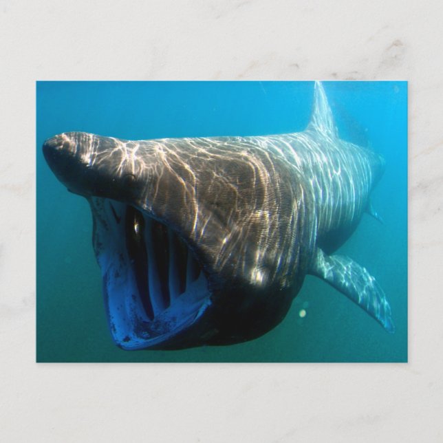 Basking shark postcard (Front)