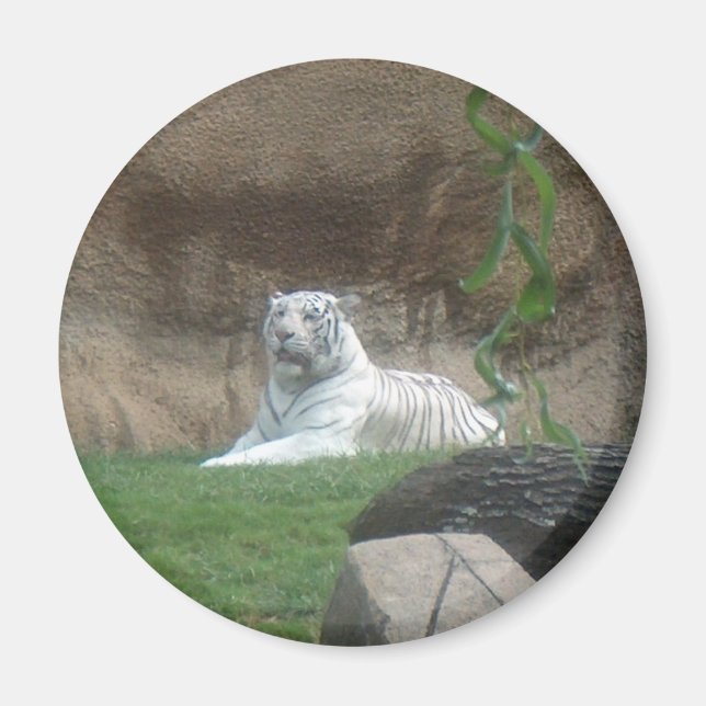 Basking White Tiger Magnet (Front)