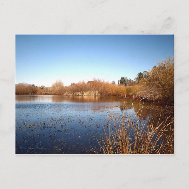 Bass Pond One Postcard (Front)