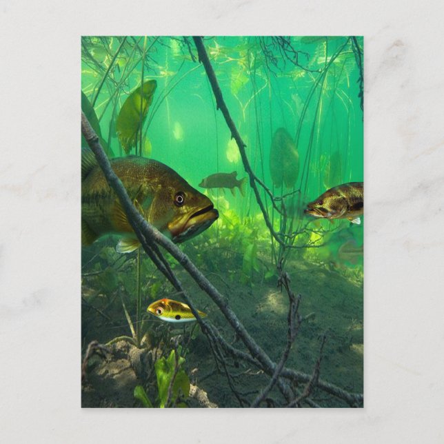 Bass Postcard (Front)