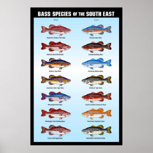 Bass Species of the South East Poster