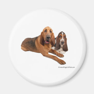 Basset and Bloodhound Buddies Magnet