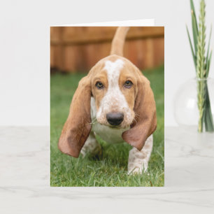 Basset Hong Puppy Walking Card