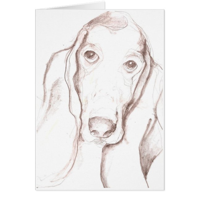 basset hound (Front)