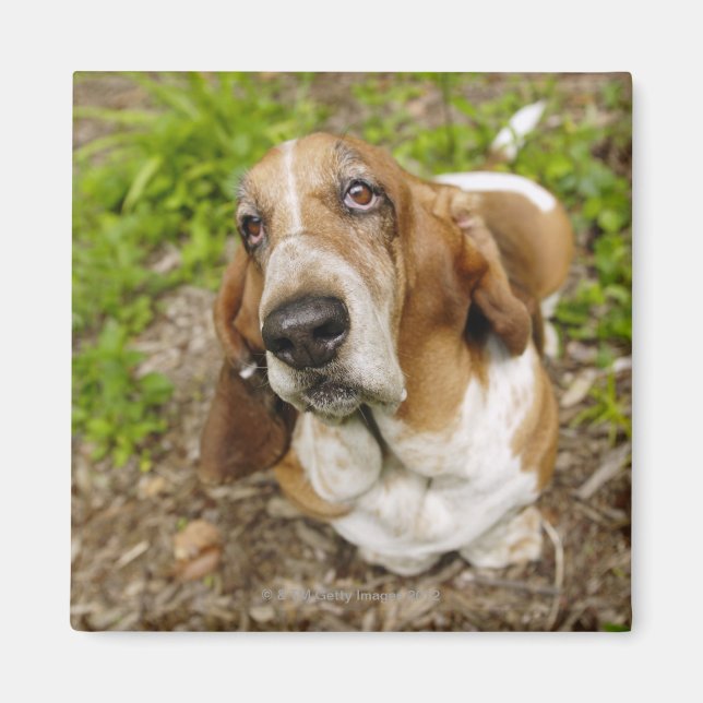 Basset Hound 2 Magnet (Front)