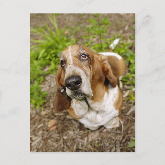 Basset Hound 2 Postcard (Front)