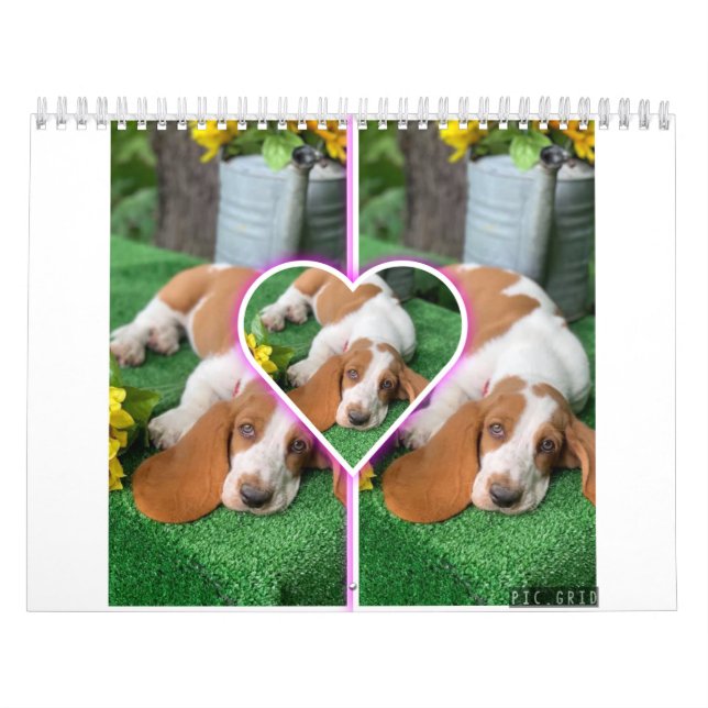 Basset hound calendar (Cover)