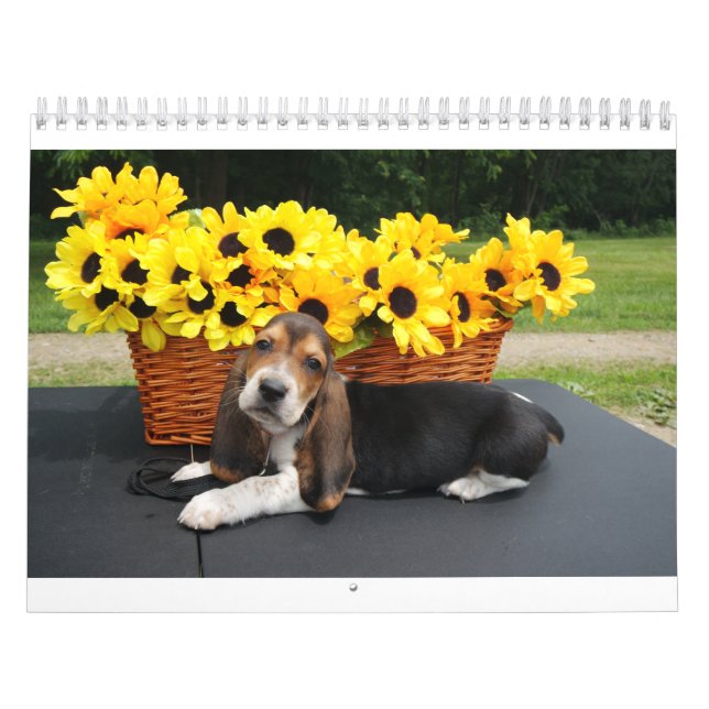 Basset hound calendar (Cover)