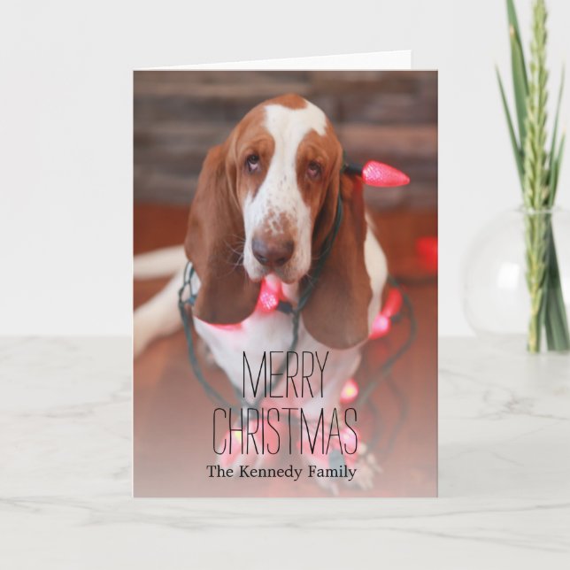 basset hound, christmas, christmas lights holiday card (Front)
