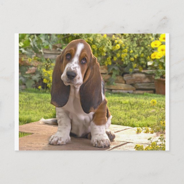 Basset Hound Dog Postcard (Front)