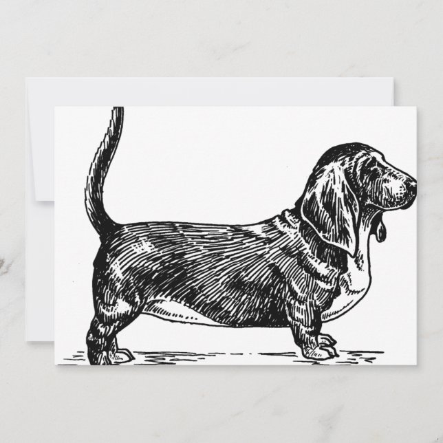 basset hound drawing.png (Front)